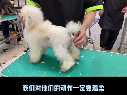 现在的年轻人啊…学一个技能可不就是关关难过关关过吗,成年人的世界哪有容易二字#宠物美容 #控狗#宠物