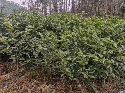 #创作灵感 沉香树在北方是种不了的,因为沉香是热带植物,#沉香文化 #奇楠沉香 #农业种植
