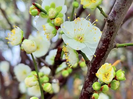 梅花国之魂,牡丹国之色 #梅花与牡丹 #国花之争