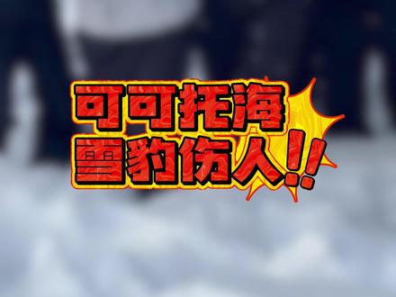 今天下午可可托海宝石沟附近惊现国家一级保护动物——雪豹
有雪友不幸受伤,请广大雪友远离野生动物,结伴而行!
#雪豹#可可托海滑雪场 #可可托海 #滑雪 #野生动物