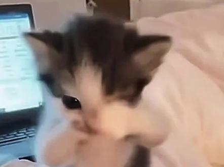 小猫捂嘴跳舞ai制作教程 ai小猫跳舞 小猫捂鼻子扇空气ai教程 小猫捂嘴跳舞ai指令 小猫捂嘴跳舞ai怎么做 小猫跳舞 猫咪:你以为我怕你呀 一句AI就否定小猫所有的努力啊 小猫ai视频 捂嘴跳舞小猫 ai小猫 小猫ai跳舞 小猫跳舞的意义 猫咪跳舞ai软件 小猫跳舞表情包 万一小猫练习了很久呢 天生我萌必有用#由小云雀seedance2.0制作 #小云雀AI #小云雀爆款马上成片 #小云雀seedance#用小云雀Agent短剧一键直出
