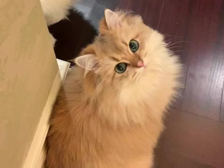 每只猫咪得性格真的不一样诶#布偶猫 #英长金渐层