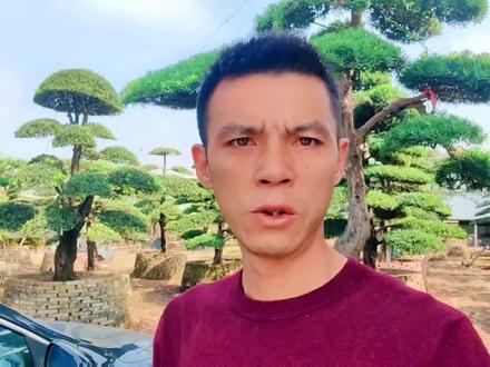 最近有很多北方的朋友,咨询#罗汉松 怎么过冬?北方的朋友赶紧去做好保暖措施,只要根不被冻死,树就不会死。这个视频会得罪很多人赶紧点赞收藏起来慢慢看 #每天上一当当当不一样 #避坑指南 #干货分享 #养护小知识