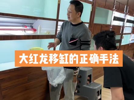 今天给鱼友们普及一下给大红龙移缸的正确手法,大家可以参考下,以后换了新缸给老鱼移缸的一些注意事项。#印尼红龙 #红龙 #观赏鱼 #万隆天王红龙