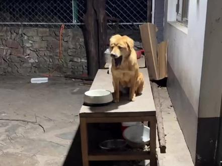 11.18直播回放(上) 由于上山堵车开播才迟了一点,今日解答好孩子和周边问题;谢谢大家的关心,昨天休息了睡得还不错;天狼在山下修养;明天差不多有冰箱贴第二批货;黄黄拉屎已经有意识躲开骏良;小霸王总想骑豆豆;解答周边事宜:工厂商业诚信方面有待提高,2000份毛毯已经到达工厂,30%的棉70%的聚酯纤维,骏良验货后发现商家货不对版毛毯成分不符合要求,但商家并不觉得这是什么问题并怂恿骏良大胆去卖,骏良发现后很难受,不会进行售卖,明晚售卖冰箱贴的概率为87.25%;今晚网络不好,直播特别卡;蒜皮先生表演擦玻璃,骏良奖励蒜皮儿一个咬咬玩具;小虎看到蒜皮儿 玩玩具直接变脸;交代好孩子确诊利什曼原虫感染,白蛉叮咬传染,门头沟的小狗会陆续下山做试纸检测,因为这个病潜伏期还挺久发病慢;犟种蒜皮玩玩具被小虎盯住,骏良怕小虎打他没收玩具;严格骏良产品不合格不能售卖;第二批冰箱贴数量明天盘货告知;小虎蒜皮儿的感人故事,24和蒜皮儿不太对付打起来,小虎从3米处一下窜出来解救蒜皮,骏良想起来加菲猫里的一句话:这只狗只能我一个人欺负(听到这里我还是超级暖心的)两只好朋狗一度把24击退,大概过了一分钟24越想越生气冲过去打小虎,蒜皮儿无动于衷;骏良锐评:小虎是蒜皮的马喽;帆布包没上架是生产工艺更换问题
#狗狗 #骏良 #金毛 #萌宠出道计划 #养狗人