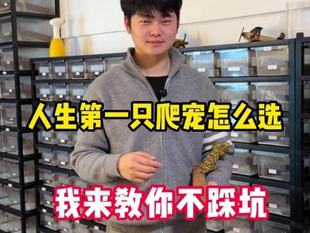 人生第一只爬宠怎么选#新手养宠物攻略 #鬃狮蜥 #豹纹守宫 #玉米蛇