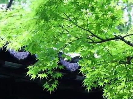 《做一片美的叶子》#每天学习一点点 #日积月累 #朗诵 #治愈系 #用心为你读首诗