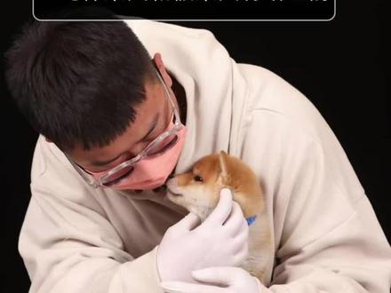 纯种柴犬和假柴犬的辨别方式#柴犬 #狗狗 #豆柴