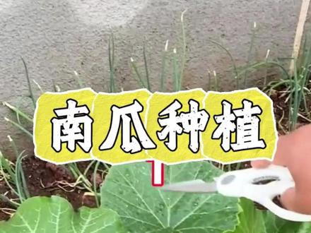 南瓜要不要打头 怎么打? #南瓜种植#南瓜高产#南瓜#南瓜管理#贝贝南瓜