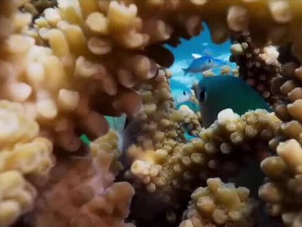 鱼在水里怎样呼吸?##海洋世界少儿英语百科