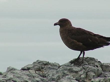 关于帝企鹅的13个事实 #科学 #动物 #帝企鹅