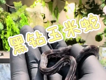 黑钻玉米蛇来啦!
关于黑钻后续的繁殖计划,大家有什么推荐都可以留在评论区😎
#黑王蛇 #黑钻玉米蛇 #束带蛇 #玉米蛇 #猪鼻蛇