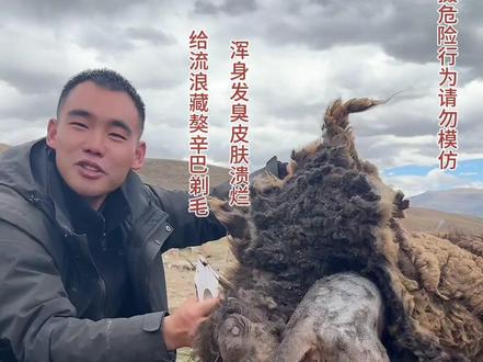 给救助的流浪藏獒剃毛,发现这只狗狗不仅眼睛有问题,骨瘦如柴厚厚的铠甲下皮肤也有溃烂#流浪狗 #流浪狗救助 #狗狗 #流浪狗不再流浪 #流浪狗后续