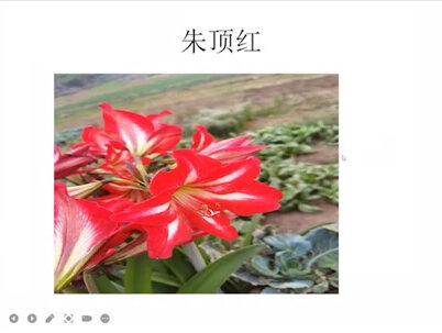 作品如何调整幻灯片的顺序