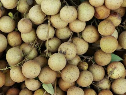 6种方法教你怎么保存龙眼#龙眼 #水果 #桂圆肉