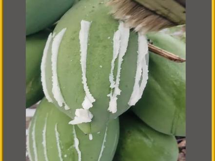小哥用刀划过瓜皮的瞬间
里面竟然流出来乳白色像牛奶一样的液体#奇闻趣事 #科普 #有趣的冷知识
