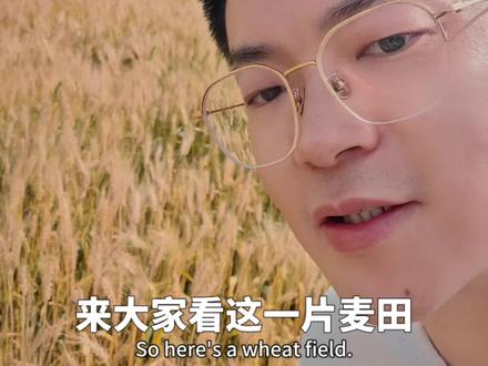 重庆人是懂浪漫的!废弃矿坑变身麦田🌾悬崖+麦田+越野赛道,出片率100%!本地人都说:不是瑞士去不起,是南泉矿坑更有性价比😎📍自由矿野 #V镜头里看巴南 #2026巴南和美乡村 #矿坑麦田 #南泉自由村 #周末去哪儿玩