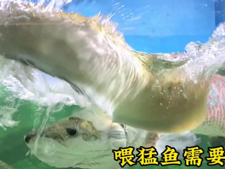 给猛鱼喂食,银龙被撞出内伤,吃进去的又吐出来了,可见巨骨舌鱼的威力。#巨骨舌鱼 #观赏鱼 #养鱼人 #养鱼日记 #水族