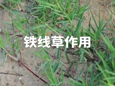 铁线草功效作用