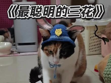 智力不详,察言观色极强!最聪明的真棒小猫!#超级无敌大开门 #哈基米 #搞笑 #萝卜纸巾猫咪 #小猫 素材来自:@超级无敌大开门