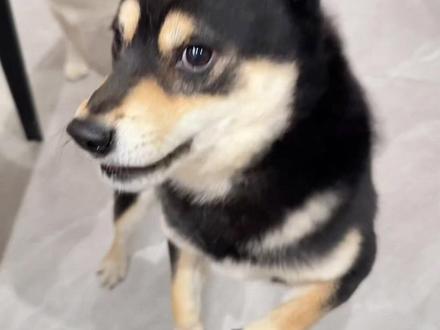 男孩女孩吃东西的区别 #柴犬金十月 #柴犬
