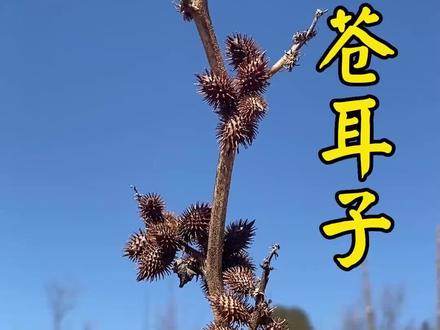 你还记得小时候的“玩具”#苍耳子 吗?它的妙用与禁忌你可能不知道...#新农人计划 #大自然的馈赠 #三农 #中医文化 #嵩医