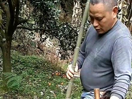 种毛竹,首先选竹林里最小棵的本年新竹,立春前后是种竹的最佳时段,#竹林