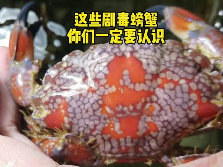国内这些剧毒螃蟹你一定要认识 #重新认识地球