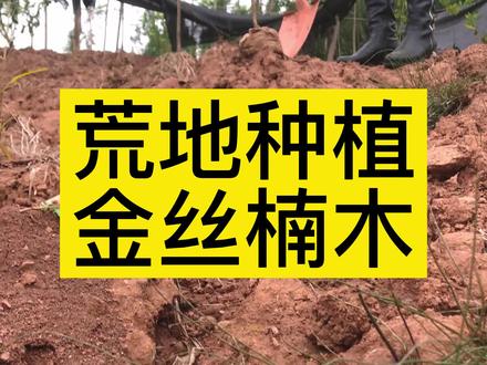 金丝楠木山地种植,上坡上也能种植!有土就能种植!#金丝楠木 #金丝楠木树苗
