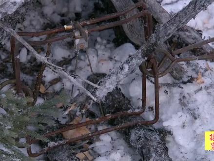 山居硬汉:新人手气旺!菜鸟设置陷阱捕捉狼獾 竟然一次性成功 #野外生存 #野生动物