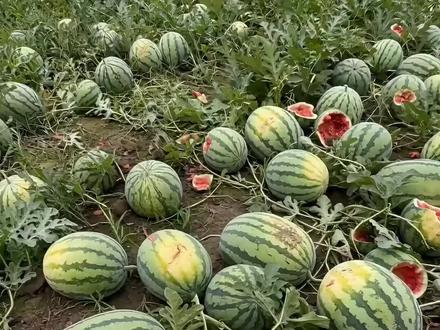 这偷瓜贼是啥啊,太头疼了#我的刀盾#猫meme#歪比巴卜#柴犬宝宝