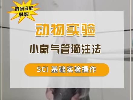 小鼠气管滴注法,建立小鼠肺损伤模型#动物实验 #小鼠实验 #sci实验 #实验基础 #实验 #sci #科研 #科研工具 #科研助手