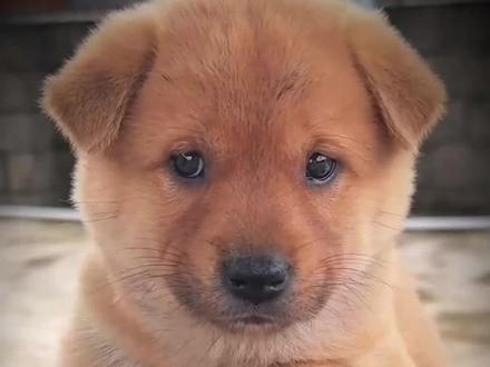 中华田园犬,俗称“土狗”。老祖宗严选#狗#田园犬 #小狗