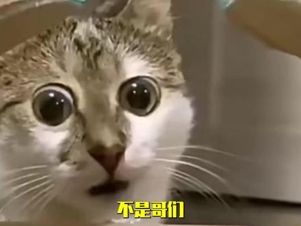 不是哥们,狗熊岭的蟑螂都开上了迈巴赫? #熊出没 #迈巴赫 #整活