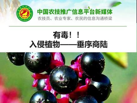 有毒!!入侵植物——垂序商陆 #外来入侵物种 #垂序商陆