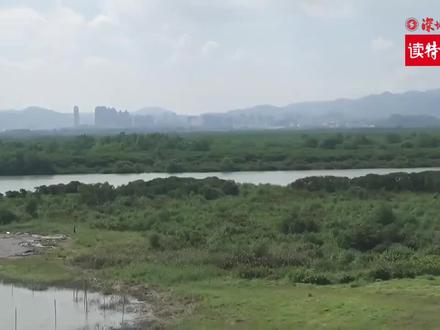 直播|深圳特区报·读特记者现场直击在深越冬黑脸琵鹭