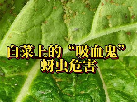 作物病虫害检测 白菜上的“吸血鬼”,蚜虫危害#武大绿洲 #绿色防控 #白菜 #蚜虫