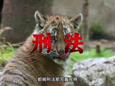 食肉动物为啥我们人类现在不爱吃 #食肉动物 #知识前沿派对 #神奇的动物在抖音 #涨知识