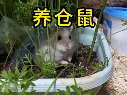 打造一个纯天然的仓鼠窝,过程超有趣的