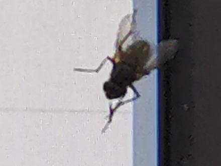 #暗中观察 苍蝇搓手gif,苍蝇挠头gif