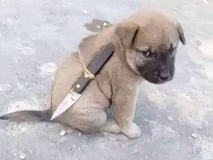 #剑来 #国漫 剑来动漫明明特效很好,可为什么每次都感觉差点意思