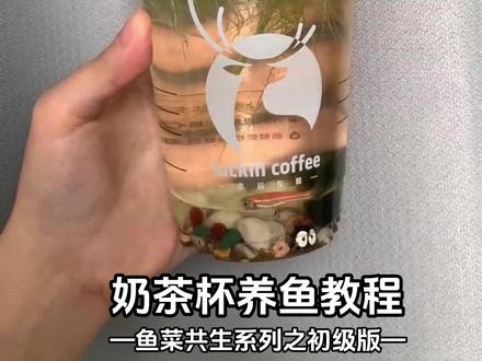 奶茶杯养鱼教程初级版 (鱼菜共生)#大数据推荐给有需要的人