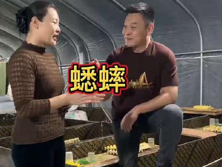 感谢临沂红姐分享的蟋蟀#蟋蟀养殖 #三农#昆虫