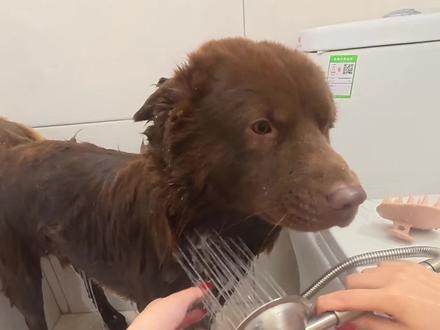 猪珠竟已长达一个半月没洗澡了! #土松 #狗狗洗澡 #vlog日常