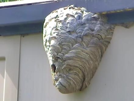 丧彪沉浸式捅马蜂窝!#神奇动物在抖音 #捅马蜂窝