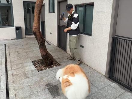 有召必回,如何快速训练狗狗召回#广州训犬 #广州狗狗训练学校 #广州宠物寄养酒店 #广州宠物酒店 #广州宠物训练