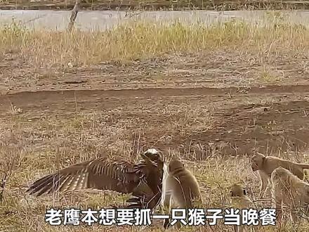 空中雄鹰秒变走地鸡!老鹰捕猎时出差错,下一秒惨遭猴群疯狂围殴 #野生动物 #猴子 #老鹰