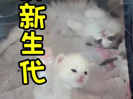 和家长们汇报下… #雪mm布偶猫 #猫咪月子中心