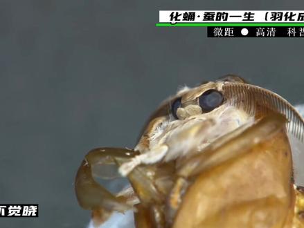 化蛹·蚕的一生·羽化成蝶#蚕 #蚕宝宝 #蚕宝宝成长记 #养蚕 #蚕蛹