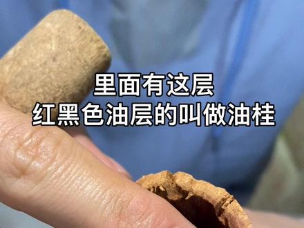 油桂和肉桂的区别,肉桂一般是做香料,油桂还有很好的作用和价值呢#油桂 #肉桂 #优质农产品 #香料